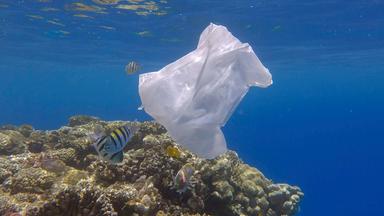 Mehr Plastikmüll im Meer als angenommen