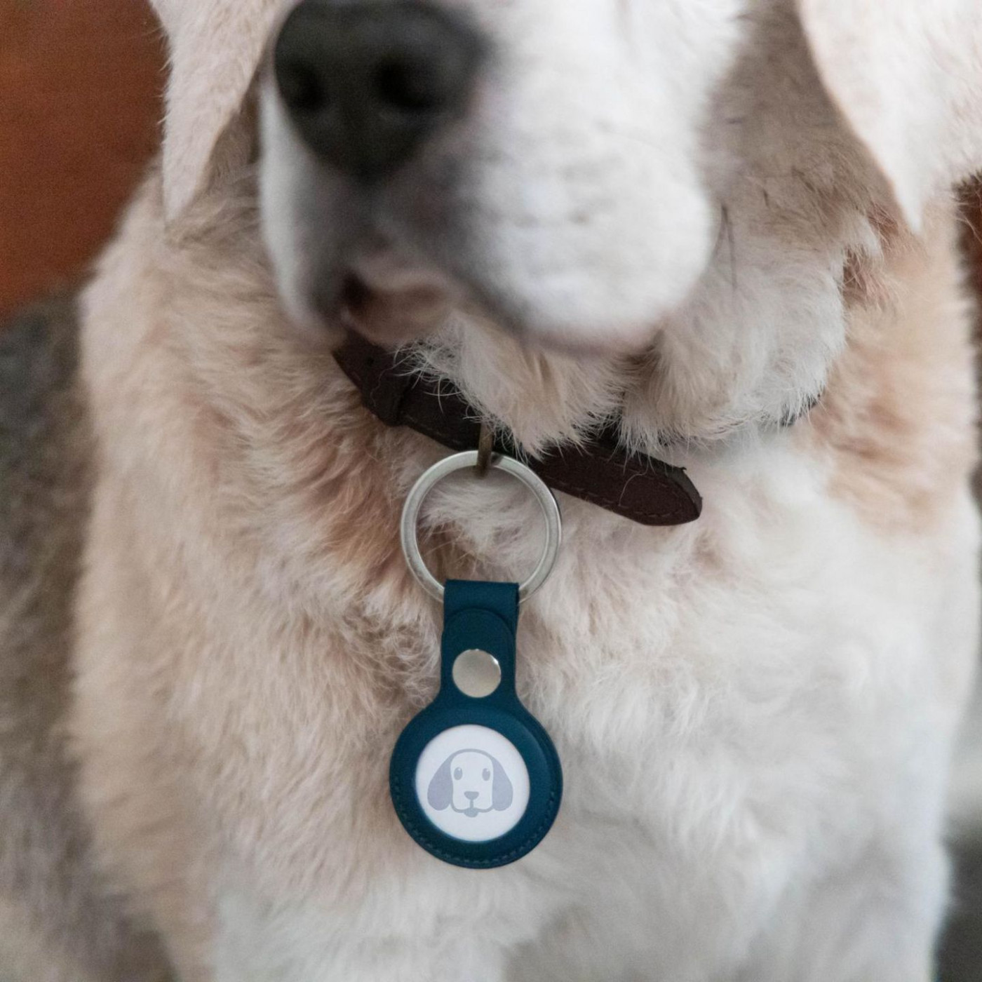 Für Hunde und Koffer: Galaxy SmartTags 2 bei Amazon mit Riesen-Rabatt