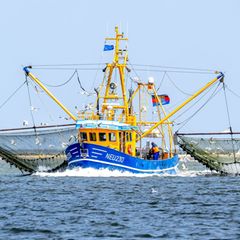 EU-Gericht nickt Fangverbote in der Nordsee ab