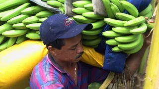 Chiquita entlässt Tausende Bananenarbeiter in Panama