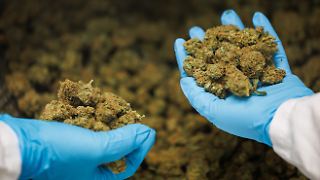 Warken will Zugang zu medizinischem Cannabis einschränken