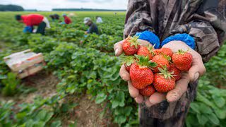 Suche nach Hilfskräften wird für Landwirte schwieriger