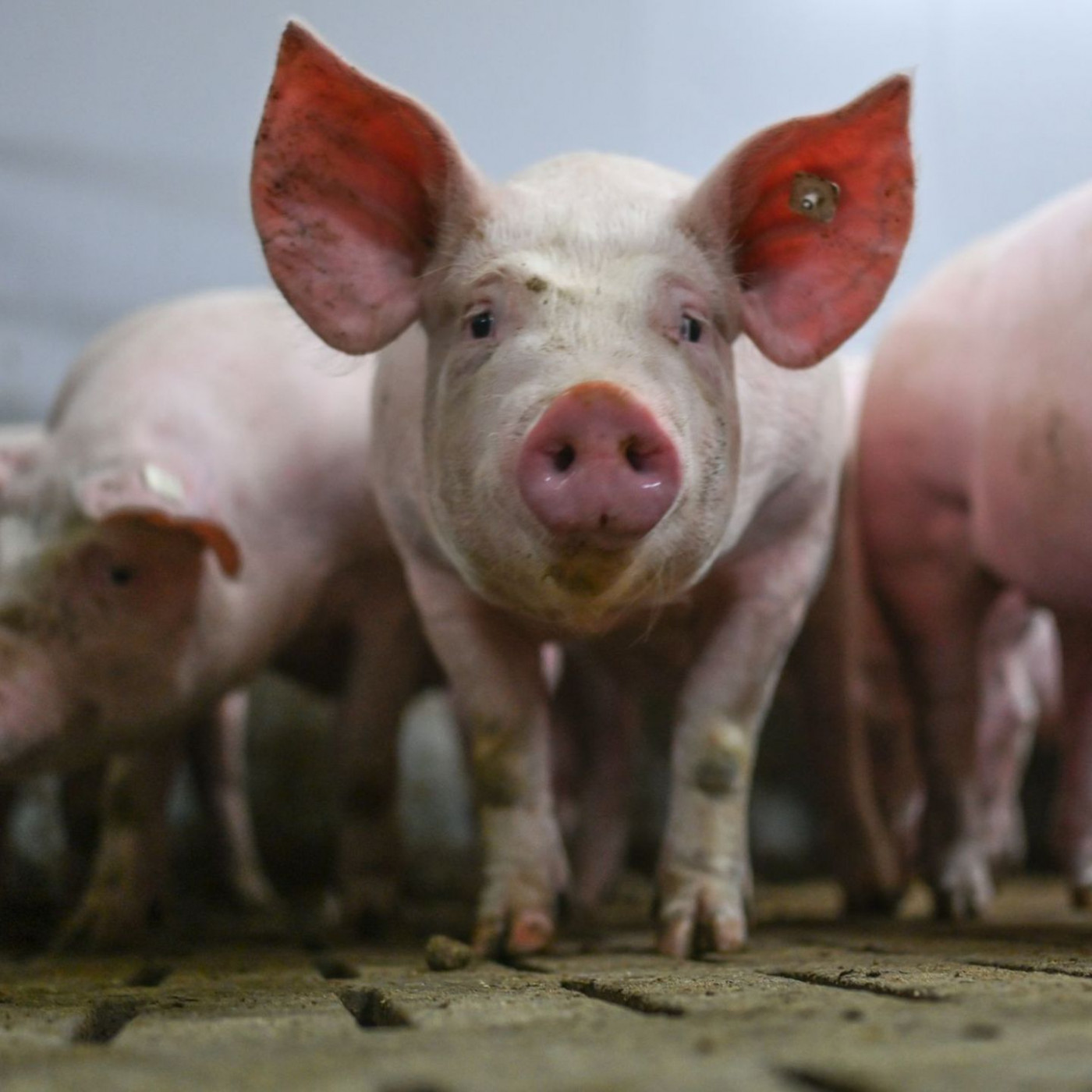 Warteschleife für das staatliche Tierhaltungslogo