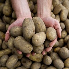 Massive Ernteausfälle durch Pflanzenkrankheit Stolbur