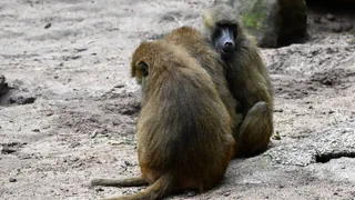 Wegen Platzmangel tötet Zoo zwölf Paviane – Kritik vom Tierschutz