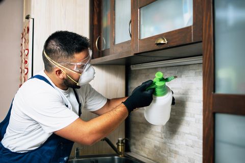 Papierfische bekämpfen – so werden Sie die lichtscheuen Schädlinge los