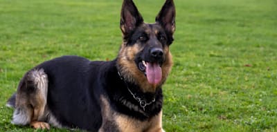 Tödliche Beißattacken – zwei Hunde werden Opfer von Schäferhund