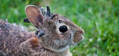 „Zombiekaninchen“ mit Hörnern sorgen in den USA für Schrecken