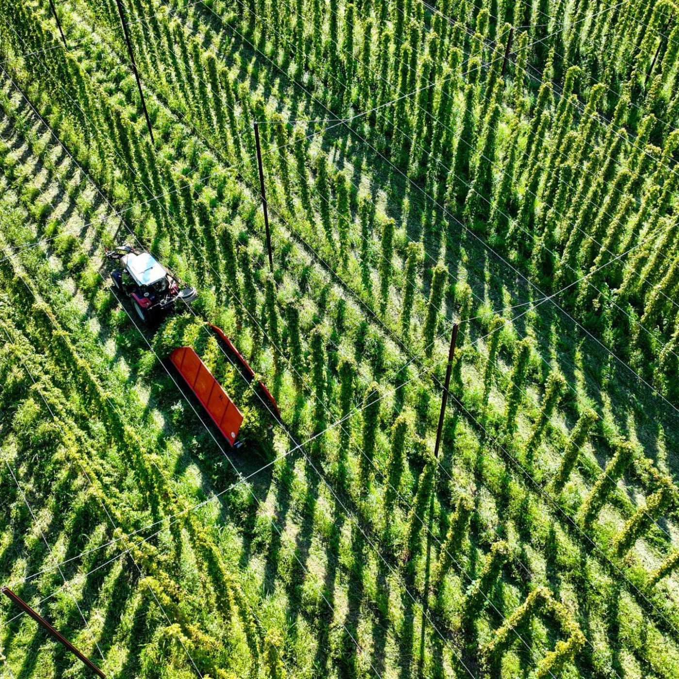 Hopfenernte von Witterung und Krankheiten beeinträchtigt