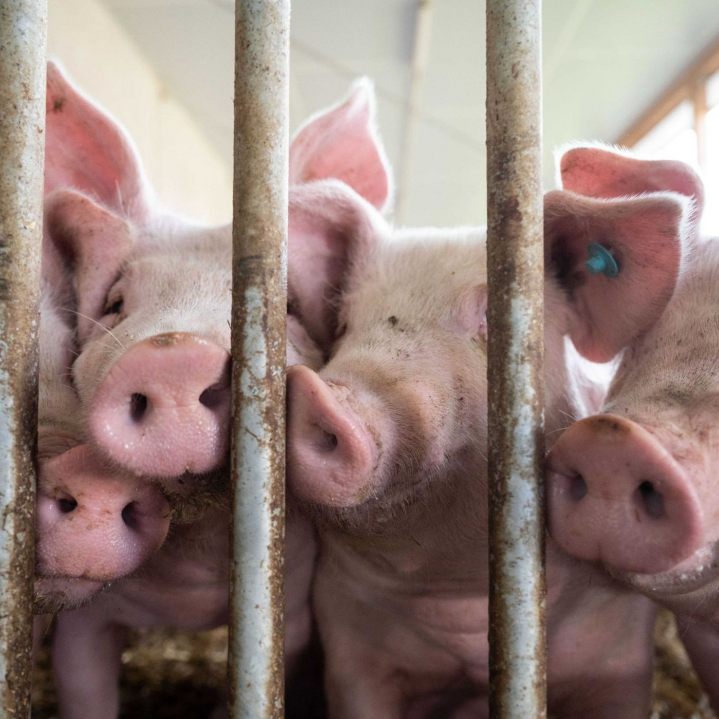 Stopp für Extra-Förderung zum Umbau von Schweineställen
