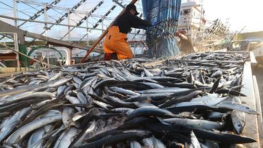 Fischereiabkommen verbietet schädlichste Subventionen