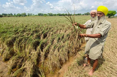 Wie der Basmati-Streit in der EU ankommt