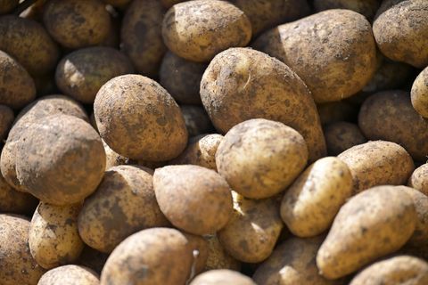 Spitzenernte bei Kartoffeln - Niedrige Preise