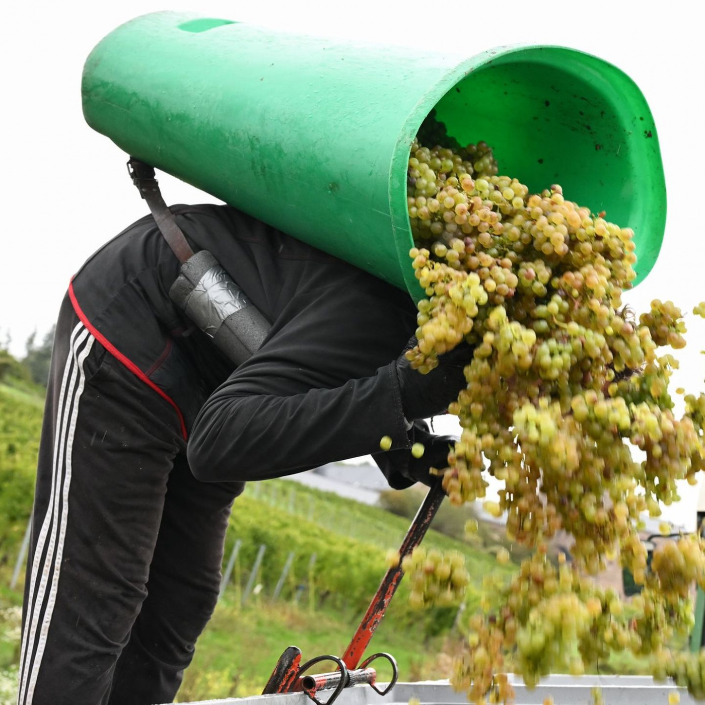 Top-Weinjahrgang nach Turbolese erwartet
