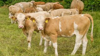 Immer weniger Rinder treiben Fleischpreise auf Rekordhöhe