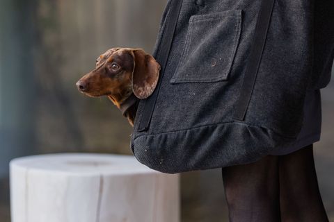 Hundesteuer auf Rekordhoch – Futterpreise ziehen weiter an