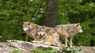 Bund hält Wolf nicht länger für gefährdet - Tier kommt ins Jagdrecht