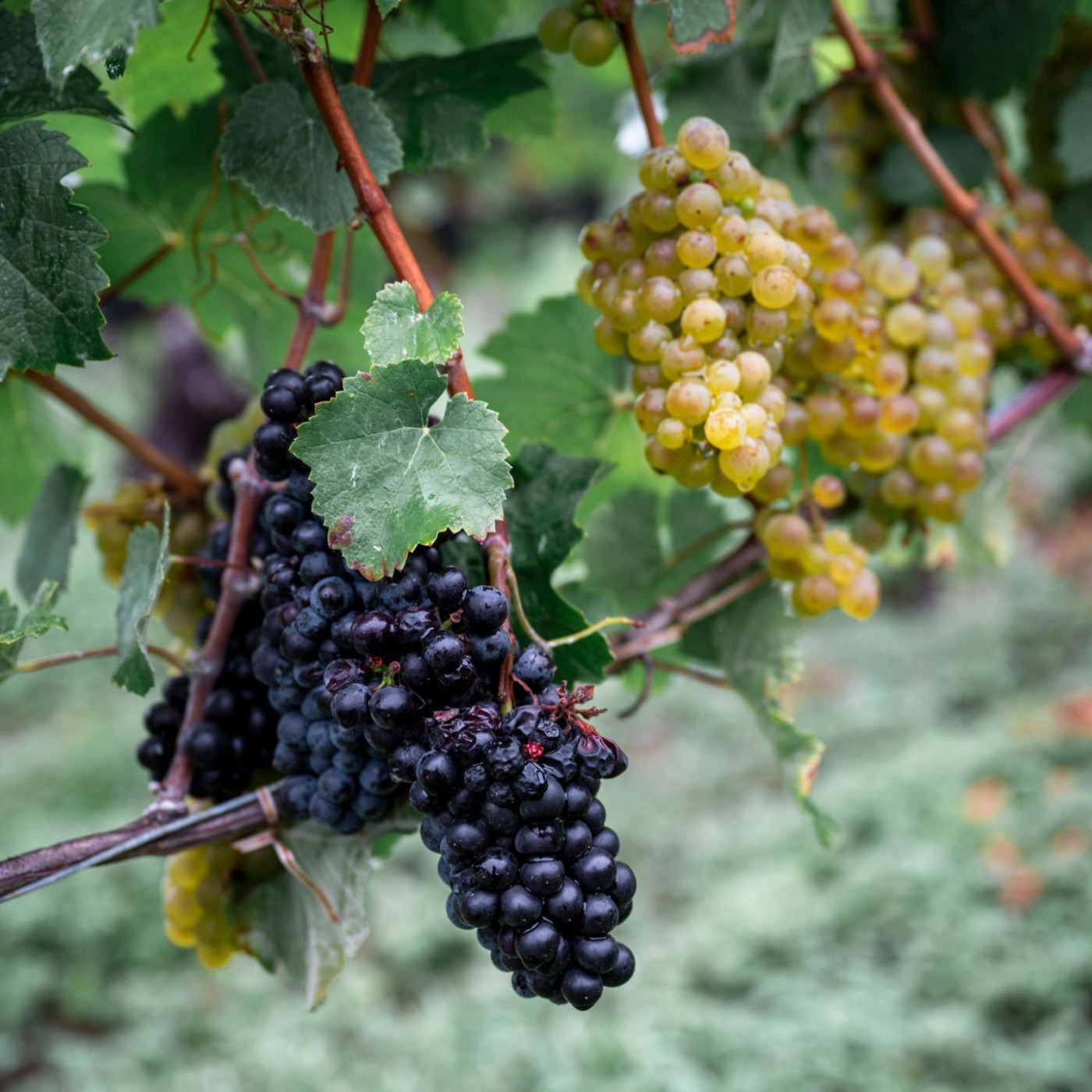 Weinernte fällt geringer aus als angenommen
