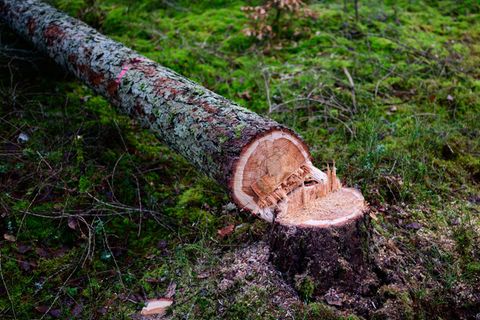 EU-Kommission will geplantes Waldschutzgesetz abschwächen