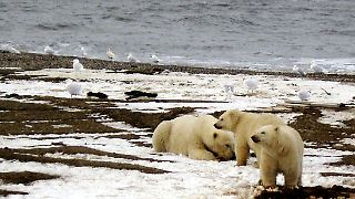 Trump erlaubt Ölbohrungen in Naturschutzgebiet in Alaska