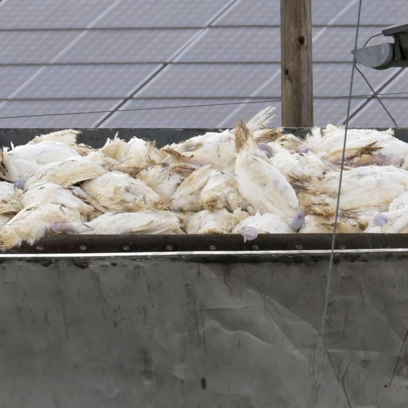 Vogelgrippe breitet sich aus – Geflügelhalter fordern Schutz