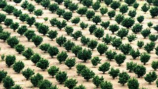 Italien fährt schlechteste Nussernte seit Jahrzehnten ein