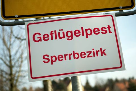 Geflügelpest bleibt akut – Experten sehen keine Entspannung