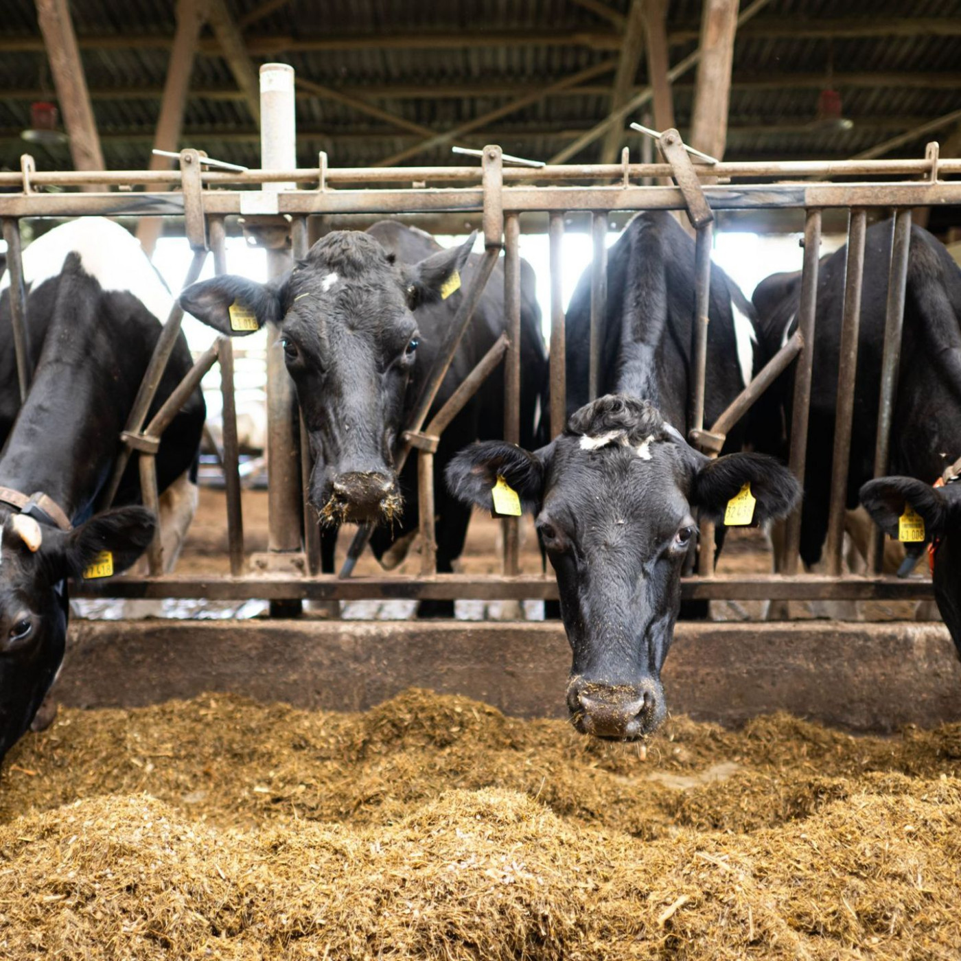 EU-Einigung: Weniger Bürokratie und Kontrollen für Landwirte