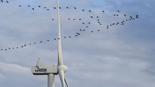 Experten warnen vor neuer Vogelgrippe-Welle durch Zugvögel