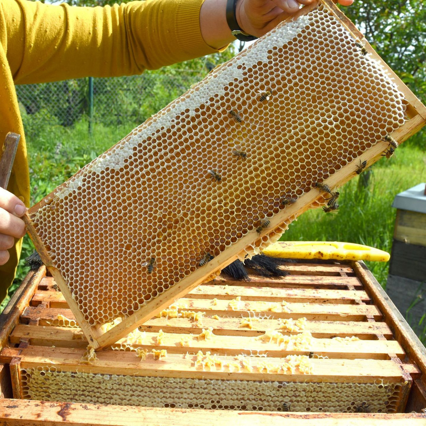 Imker ernten Rekordwert - Preis für Honig steigt