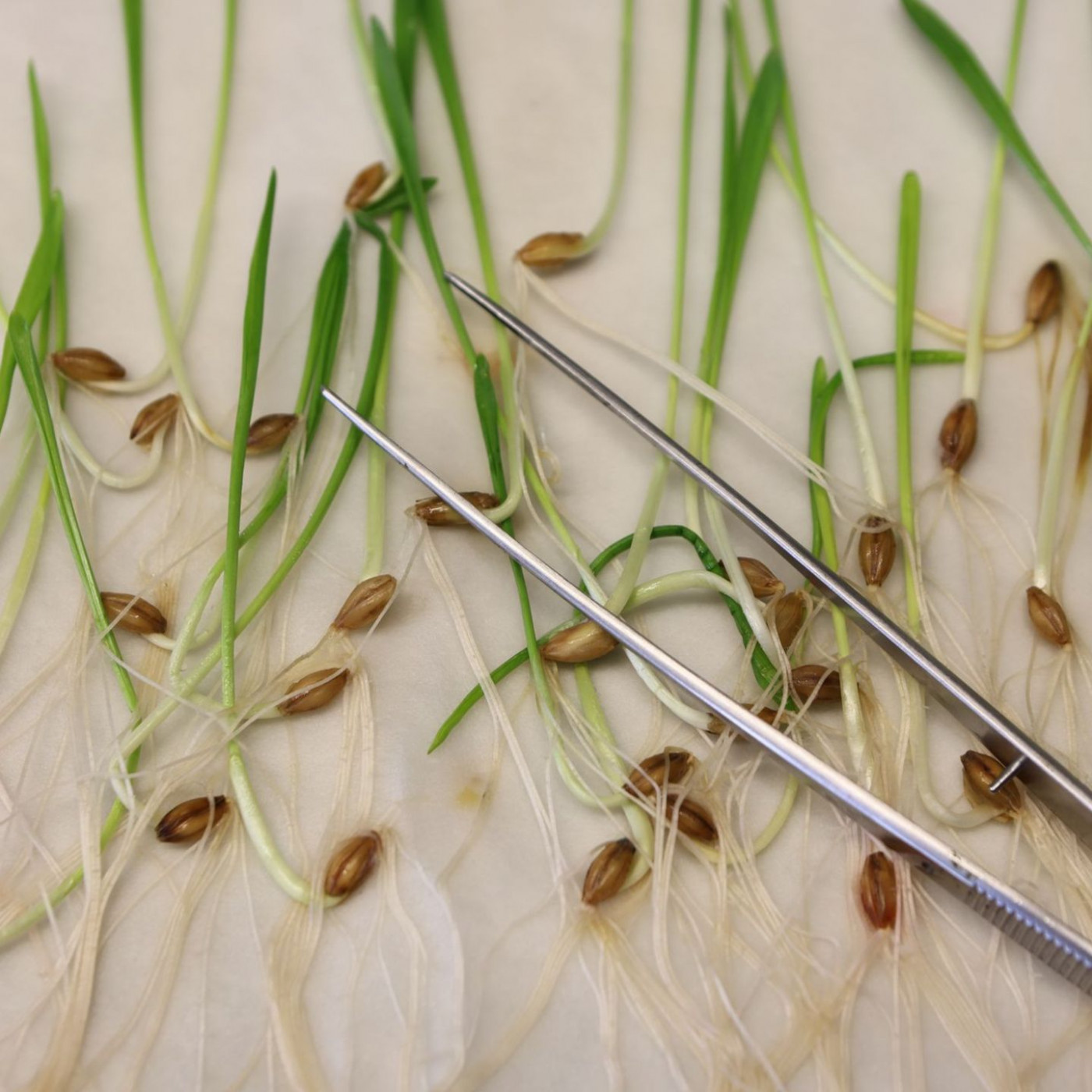 Was hat die EU zum Thema Gentechnik entschieden?