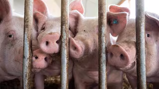 Tierhaltungslogo: Starttermin erneut verschoben