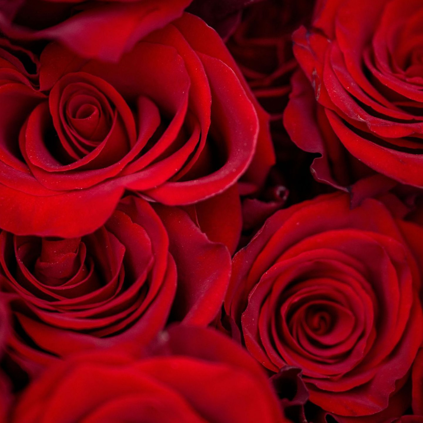 Zum Valentinstag wollen weniger Menschen Geschenke kaufen