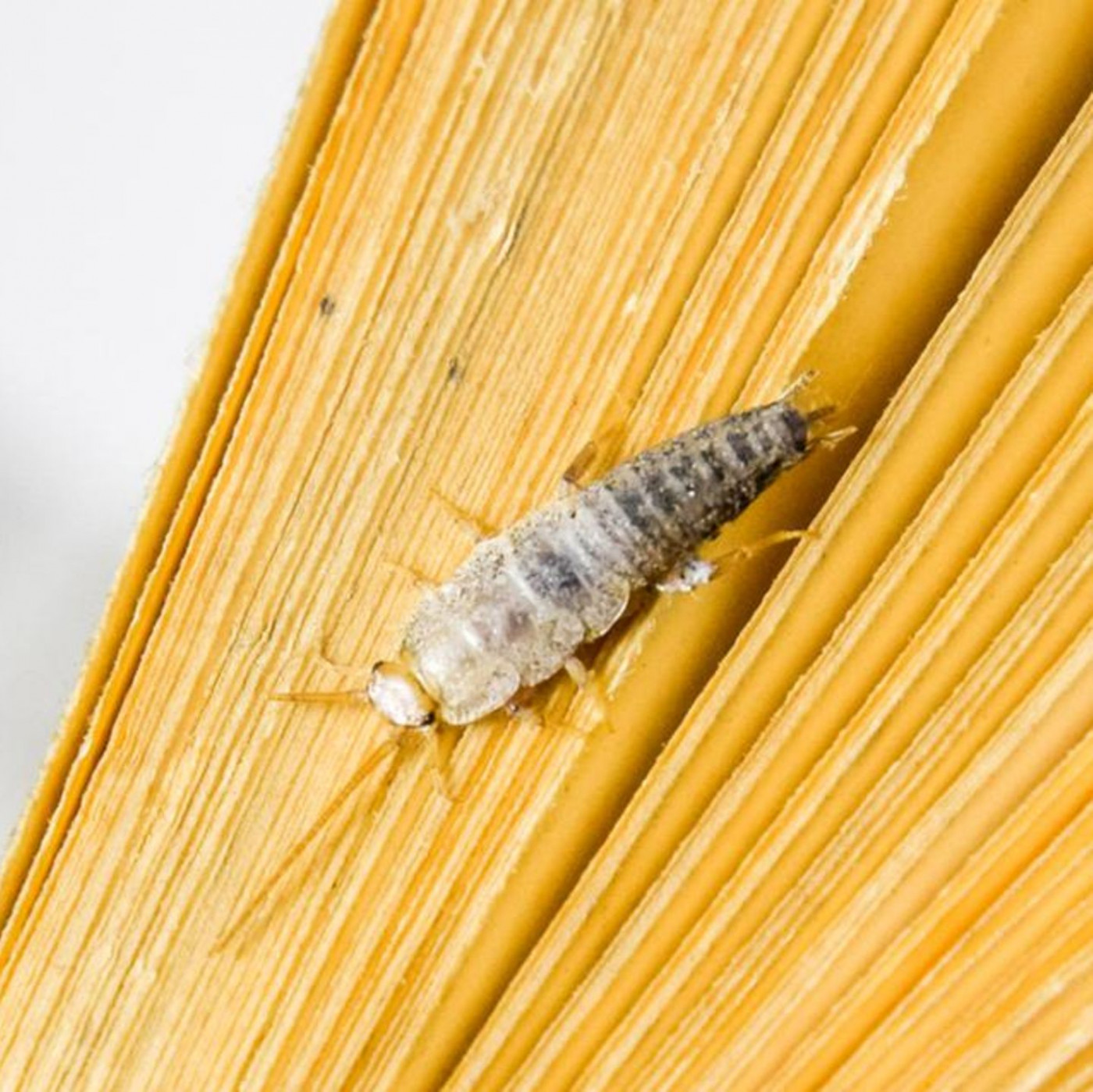 Papierfischchen bek&auml;mpfen &ndash; so werden Sie die lichtscheuen Tiere los