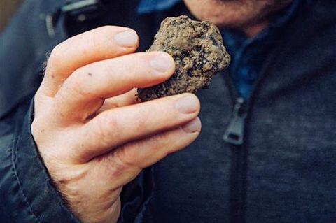 Tr&uuml;ffel aus Deutschland waren normal &ndash; bis die Nazis kamen