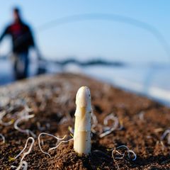 Spargel ab Mitte M&auml;rz - so viel kostet das Kilogramm