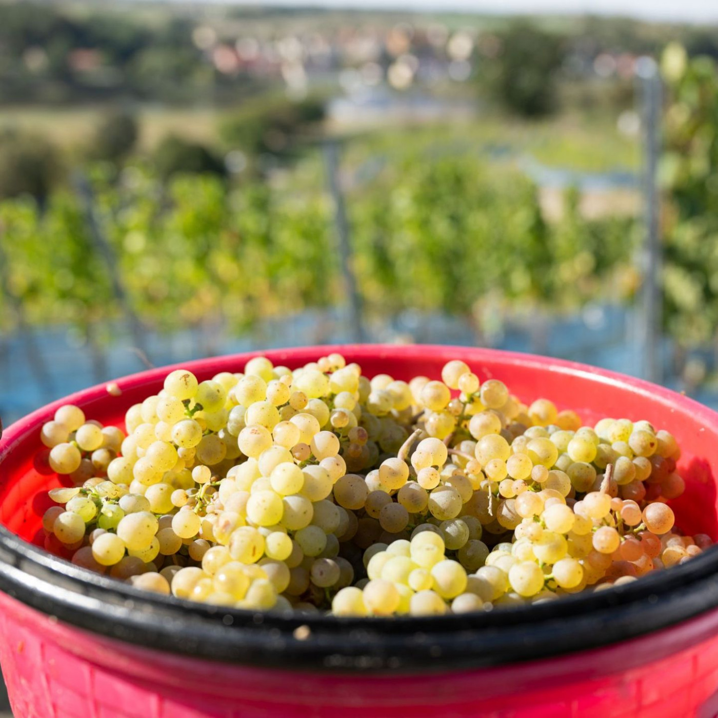 Z&ouml;lle vermasseln deutschen Winzern das USA-Gesch&auml;ft