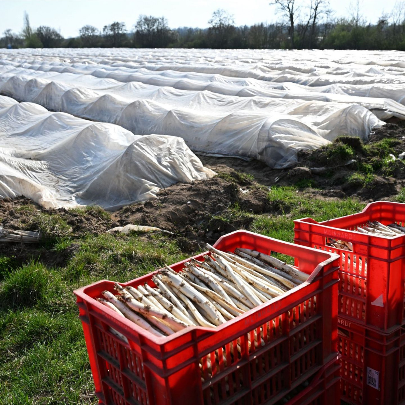 Weniger deutscher Spargel &ndash; Importe steigen