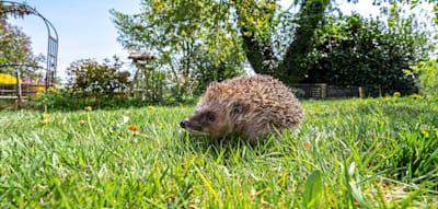 Schutz f&uuml;r Igel &ndash; St&auml;dtetag will Nachtfahrverbot f&uuml;r M&auml;hroboter