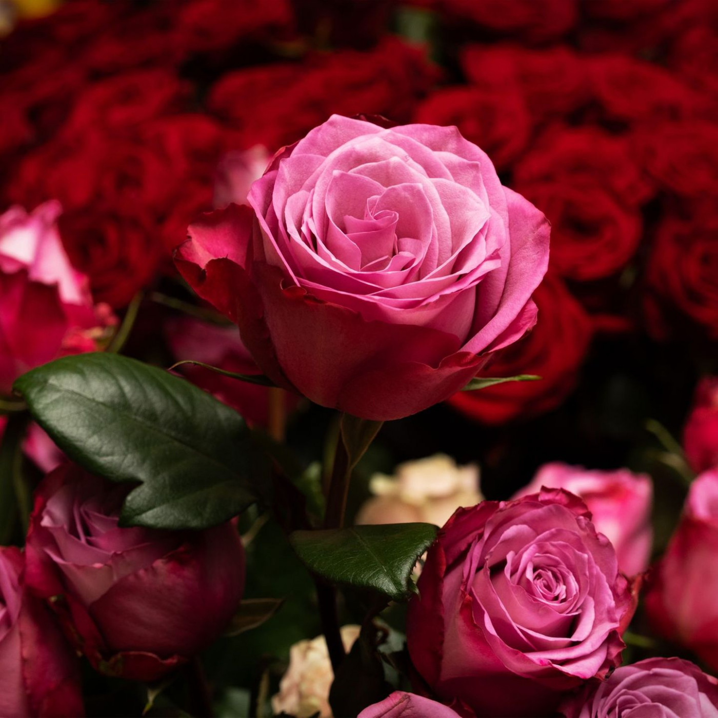 In Deutschland werden deutlich weniger Schnittblumen gekauft