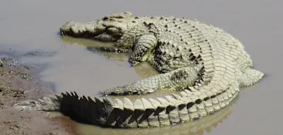 Israel plant Gef&auml;ngnis mit Krokodilen &ndash; Ministerin ebnet Weg f&uuml;r &bdquo;Alligator Alcatraz&ldquo;